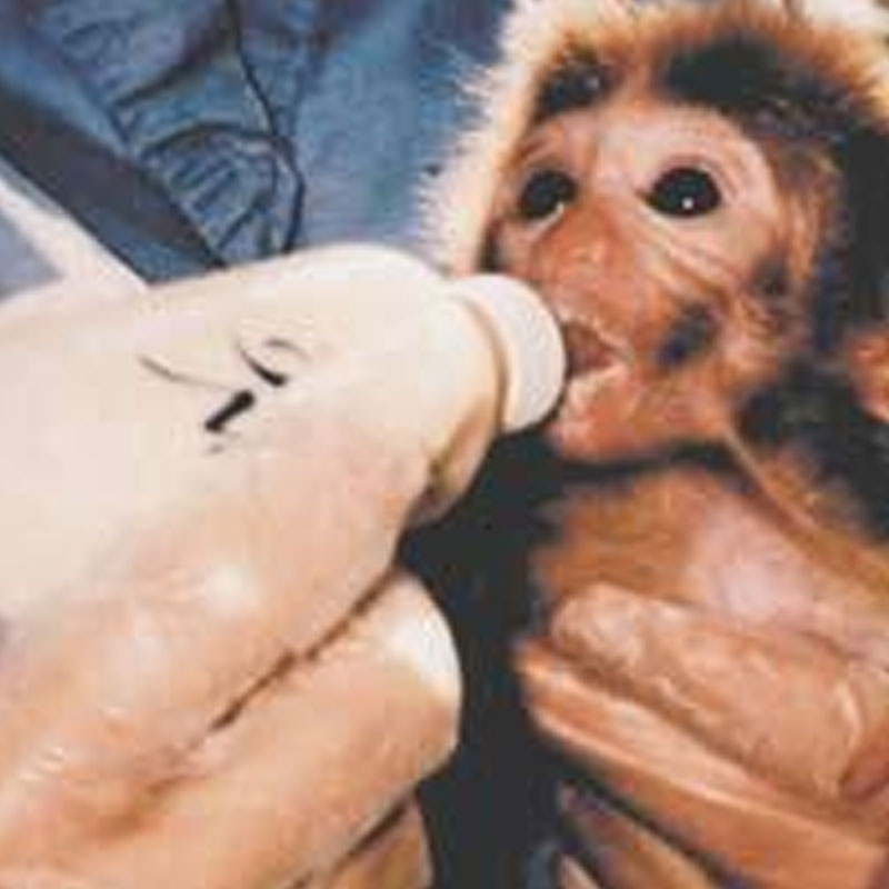 靈長類動物相關飼料 靈長類動物相關飼料