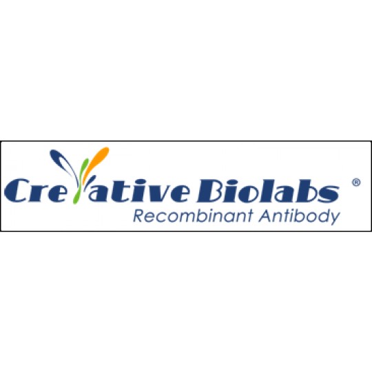 Creative Biolabs抗體 Creative Biolabs抗體