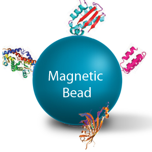 磁珠 Magnetic Beads （50nm-4.5μm）