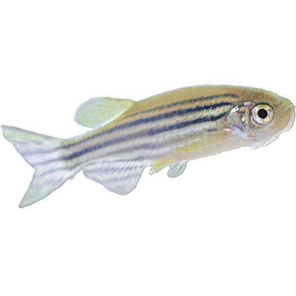 h.斑馬魚、昆蟲、其他物種研究