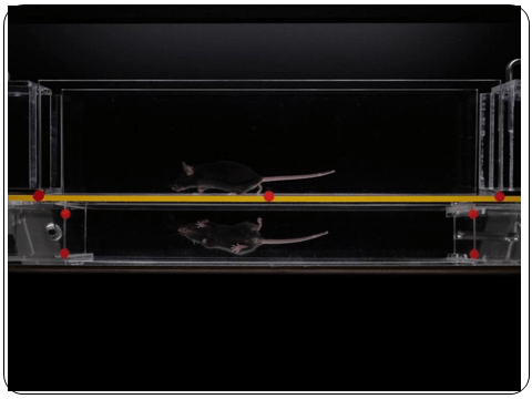 Motion Gait Analysis