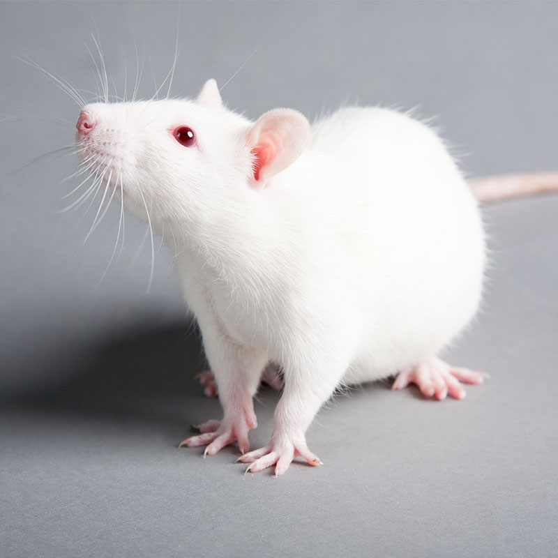 動物實驗設備、用品