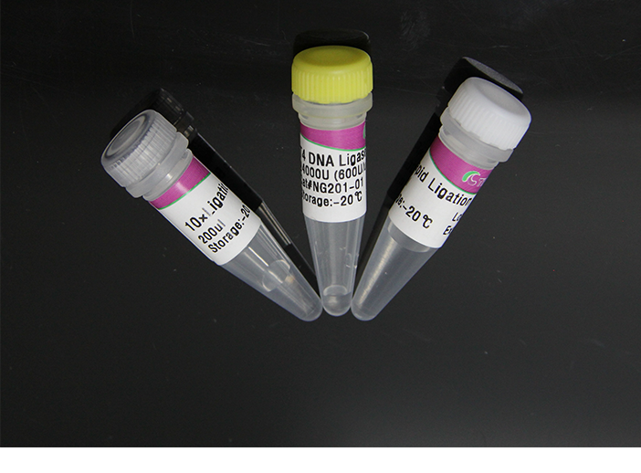 T4 DNA連接酶（快速）