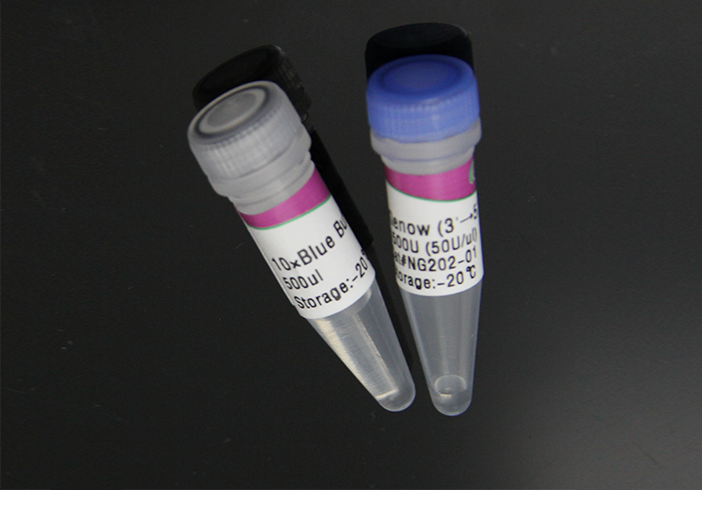 Klenow酶（無3’-5’外切活性）