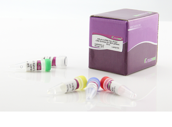 lnRcute lncRNA cDNA第一鏈合成試劑盒（去基因組）