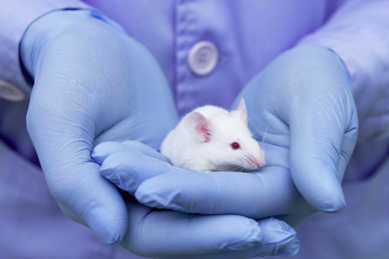 實驗小鼠操作技術重點整理