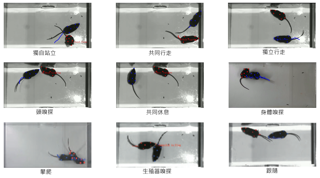 自由活動社交行為分析軟體TOP-Social