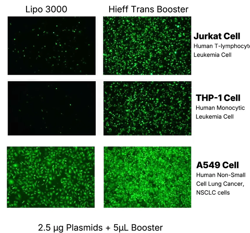 Hieff Trans™ Booster DNA/RNA 轉染試劑