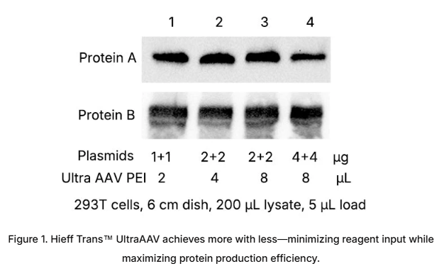 Hieff Trans™ UltraAAV